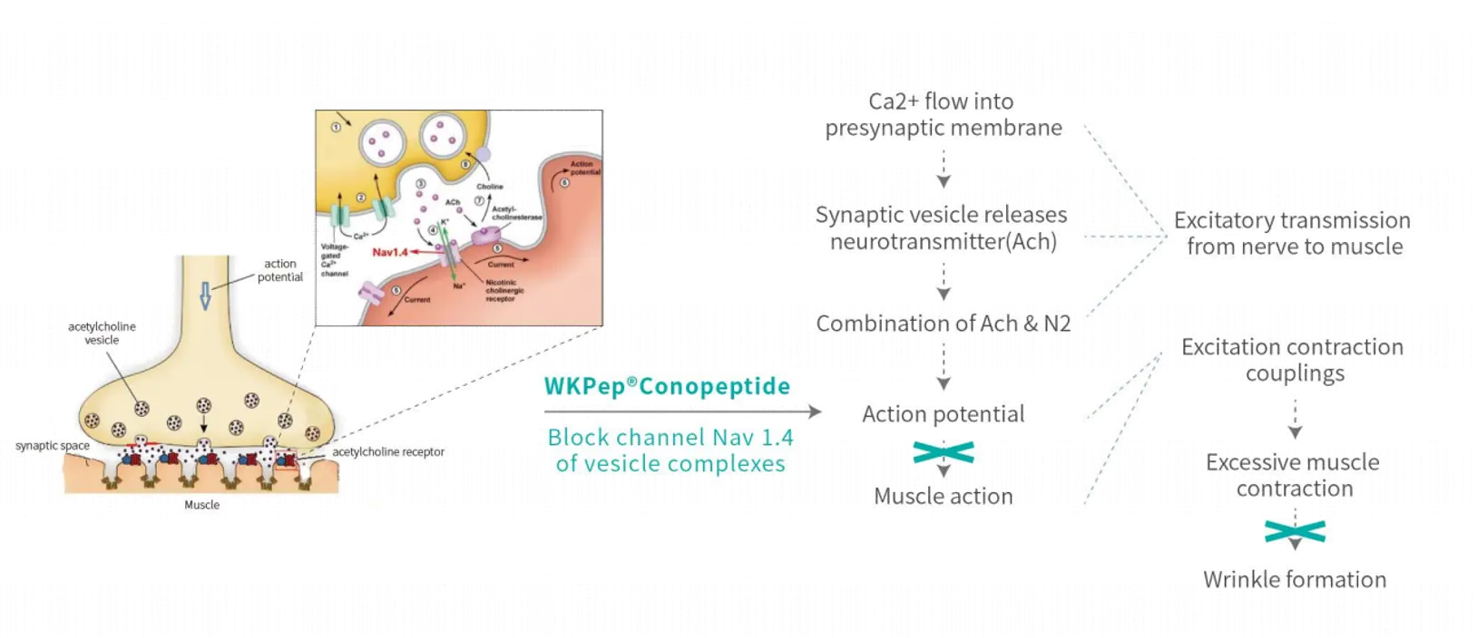 WKPep®Conopeptide-01.webp