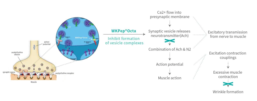 WKPep®Octa-01.webp