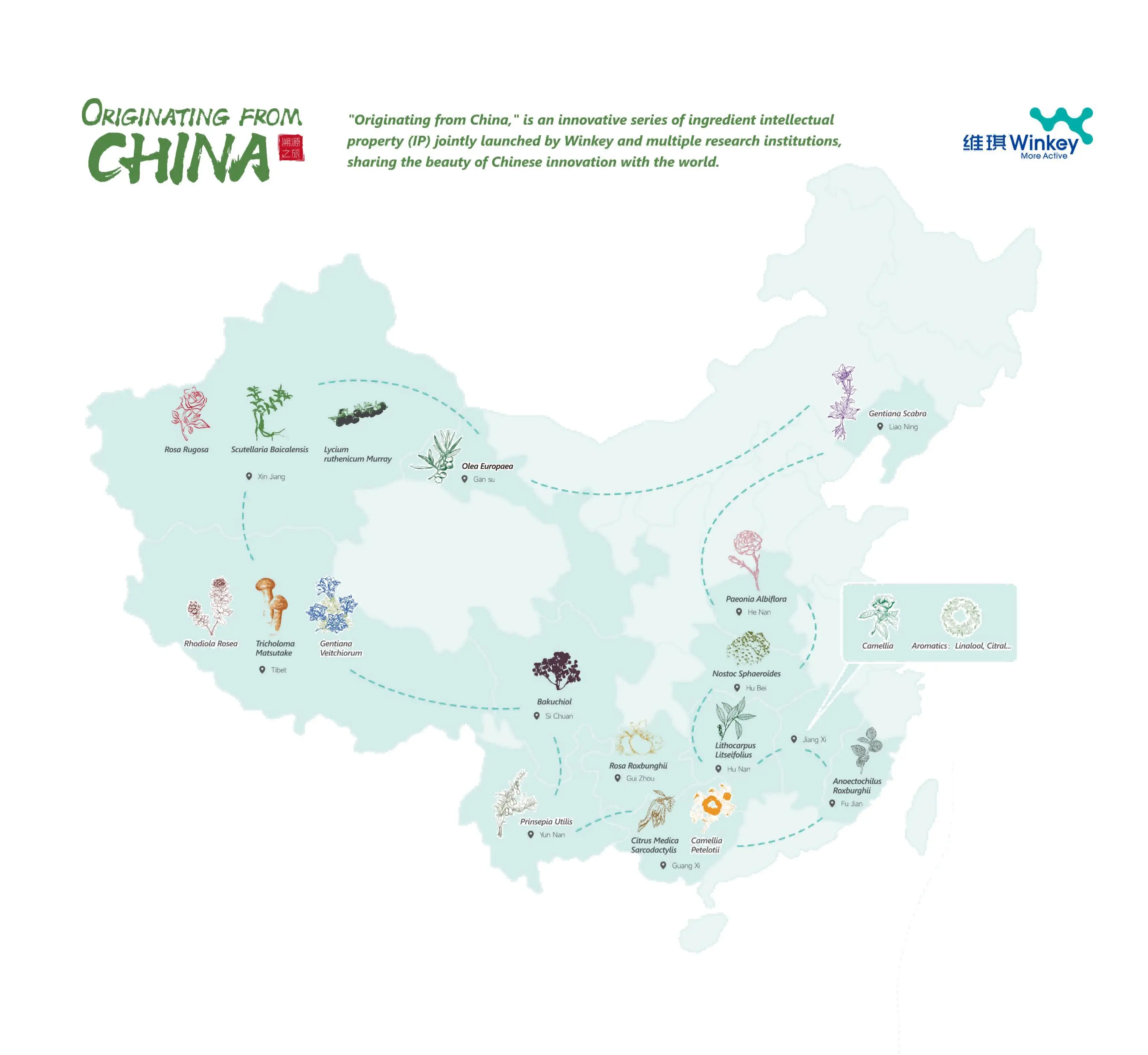 补骨脂酚 新原料领英推文图片_01(1).webp 补骨脂酚 新原料领英推文图片_01(1).webp