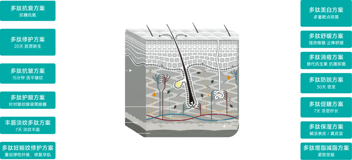 多肽护肤体系.webp