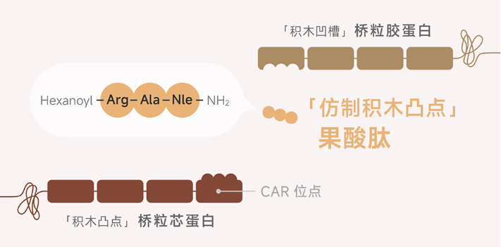 果酸肽.png